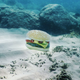 Illustration for article titled Nature Is Incredible: This Suicidal Octopus Species Can Perfectly Camouflage Itself As A Hamburger To Get Predators To Eat It Faster